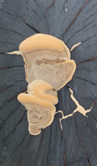 Laetiporus gilbertsonii