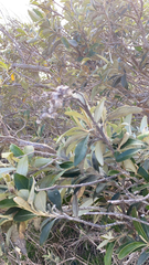 Tarchonanthus littoralis