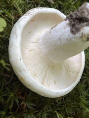 Lactifluus glaucescens