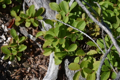 Vaccinium cespitosum