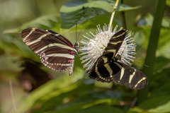 Heliconius charithonia