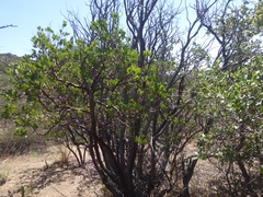 Arctostaphylos pungens