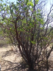 Arctostaphylos pungens
