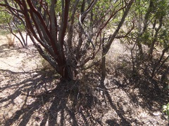 Arctostaphylos pungens