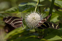 Heliconius charithonia