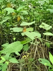 Papilionoidea