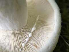 Lactifluus glaucescens