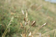 Dianthus marschallii