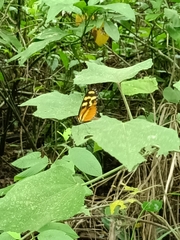 Papilionoidea