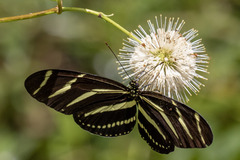 Heliconius charithonia