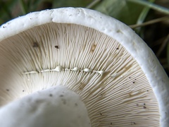 Lactifluus glaucescens