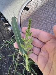Echinochloa muricata
