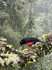 Anisognathus igniventris