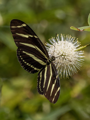 Heliconius charithonia