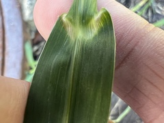 Echinochloa muricata