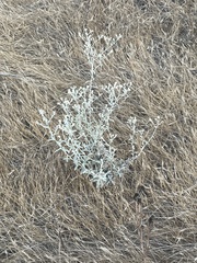 Pseudognaphalium microcephalum