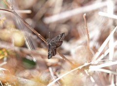 Erynnis lucilius