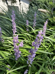 Liriope