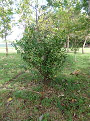Coffea pseudozanguebariae