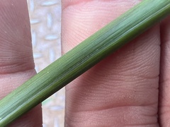 Echinochloa muricata