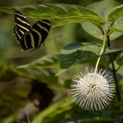 Heliconius charithonia