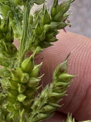 Echinochloa muricata