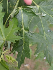 Dasineura aceris