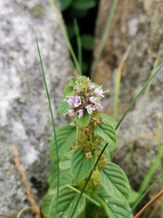 Mentha arvensis