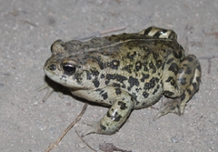 Anaxyrus boreas halophilus