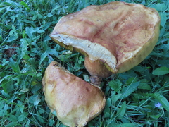 Boletus edulis