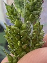 Echinochloa muricata