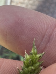 Echinochloa muricata