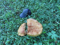 Boletus edulis