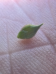 Echinochloa muricata