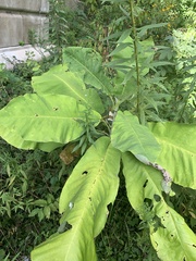 Magnolia macrophylla