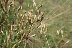 Dianthus marschallii