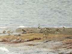 Charadrius hiaticula