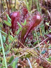 Drosera anglica