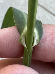 Echinochloa muricata