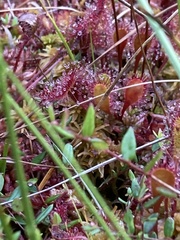 Drosera anglica