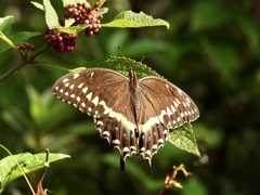 Papilio palamedes