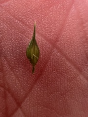 Echinochloa muricata