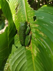 Agalychnis dacnicolor