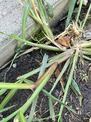 Echinochloa muricata