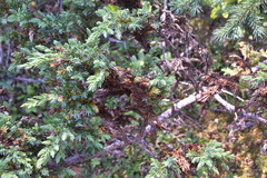 Herpotrichia juniperi