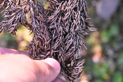 Herpotrichia juniperi