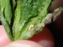 Dasineura aceris