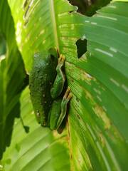 Agalychnis dacnicolor
