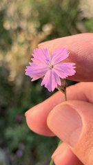 Dianthus borbasii