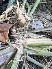 Echinochloa muricata